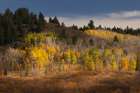Autumn view of willows and aspen groves-Grand Teton National Park-Wyoming Art Print
